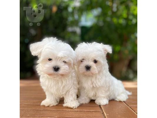 PoulaTo: Maltese Puppies